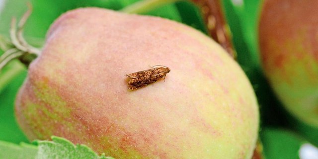 Der Kleine Fruchtwickler ist vor allem in Lagen zwischen 500 und 600 m ü M. zu finden. Er befällt nebst Äpfeln auch Zwetschgen und Pflaumen.