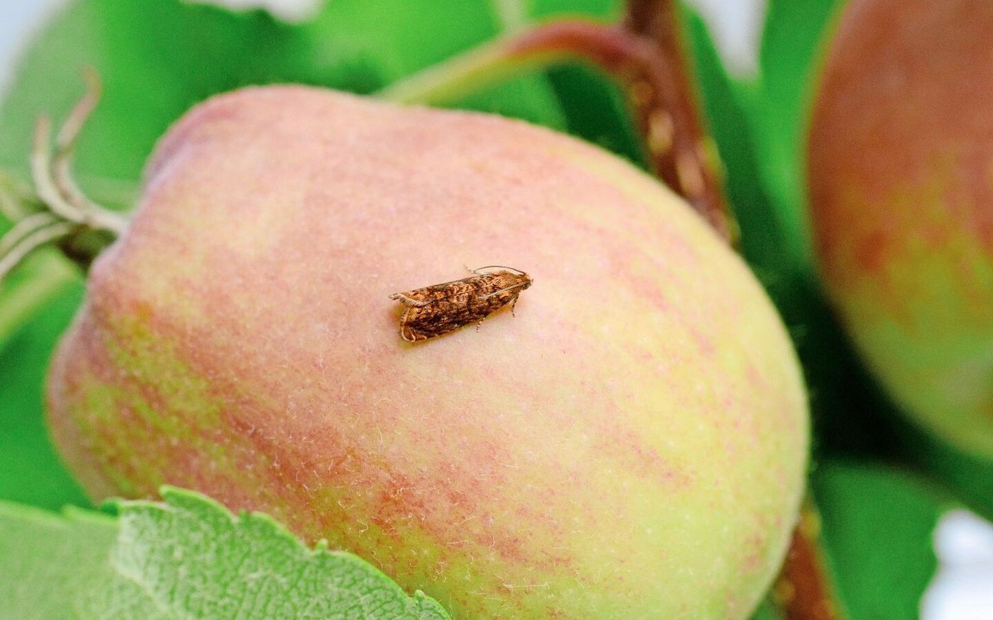 Der Kleine Fruchtwickler ist vor allem in Lagen zwischen 500 und 600 m ü M. zu finden. Er befällt nebst Äpfeln auch Zwetschgen und Pflaumen.