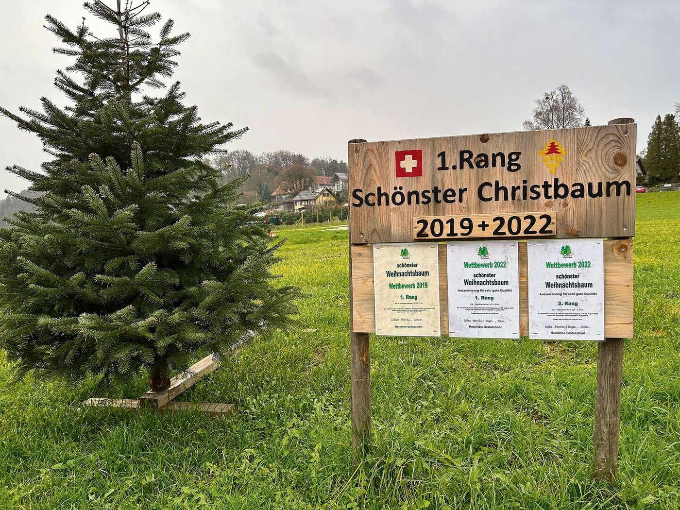 Für einen schönen Christbaum braucht es unermüdliche Pflege. Das beherrschen Kellers, wie die Auszeichnung beweist. 