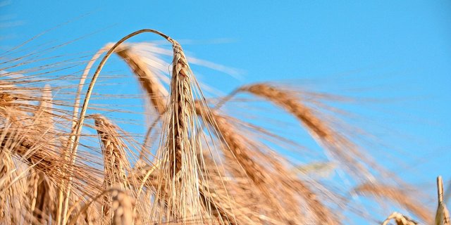 Die Liste der empfohlenen Sorten für die Ernte 2025 enthält neu 12 Wintergerstensorten. Beim Winterweizen sind es 23.