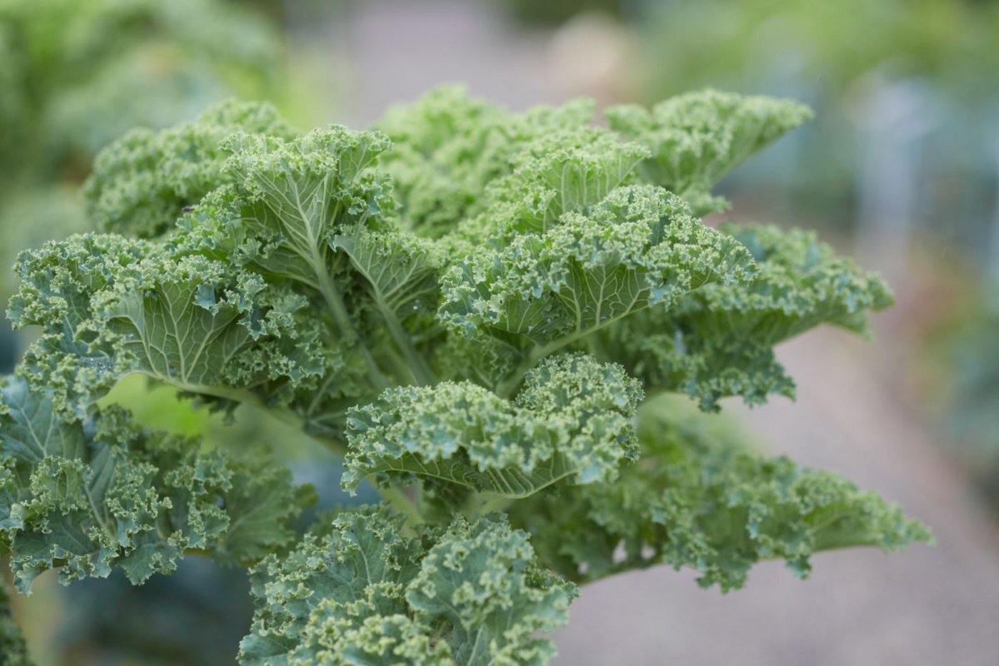 Der Kohl mit der besonderen Struktur kann bis zu 1,8 Meter gross werden. (Bild Beat Brechbühl und Franca Pedrazzetti/Pro Specie rara)