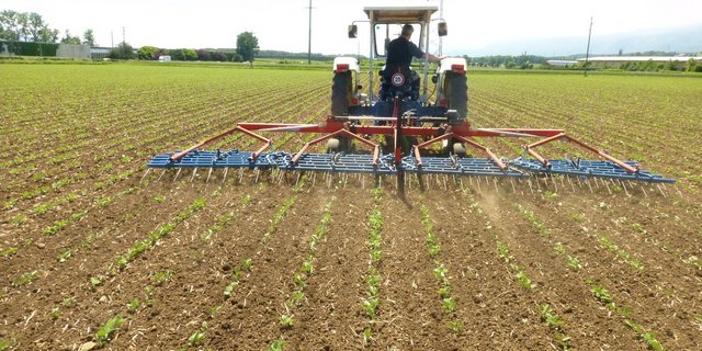 Striegeln im jungen Sojabestand hilft, das Unkraut zu regulieren. (Bild Maurice Clerc, FiBL)