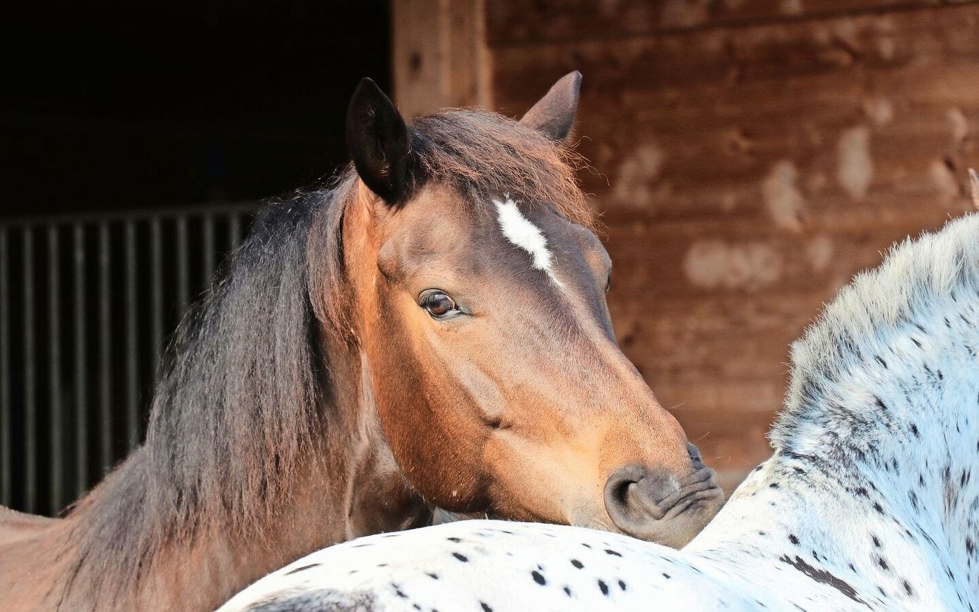 Für eine passende homöopathische Behandlung ist es nicht nur wichtig, zu wissen, was typisch für das Pferd ist. Zu beachten ist auch das Aussergewöhnliche.