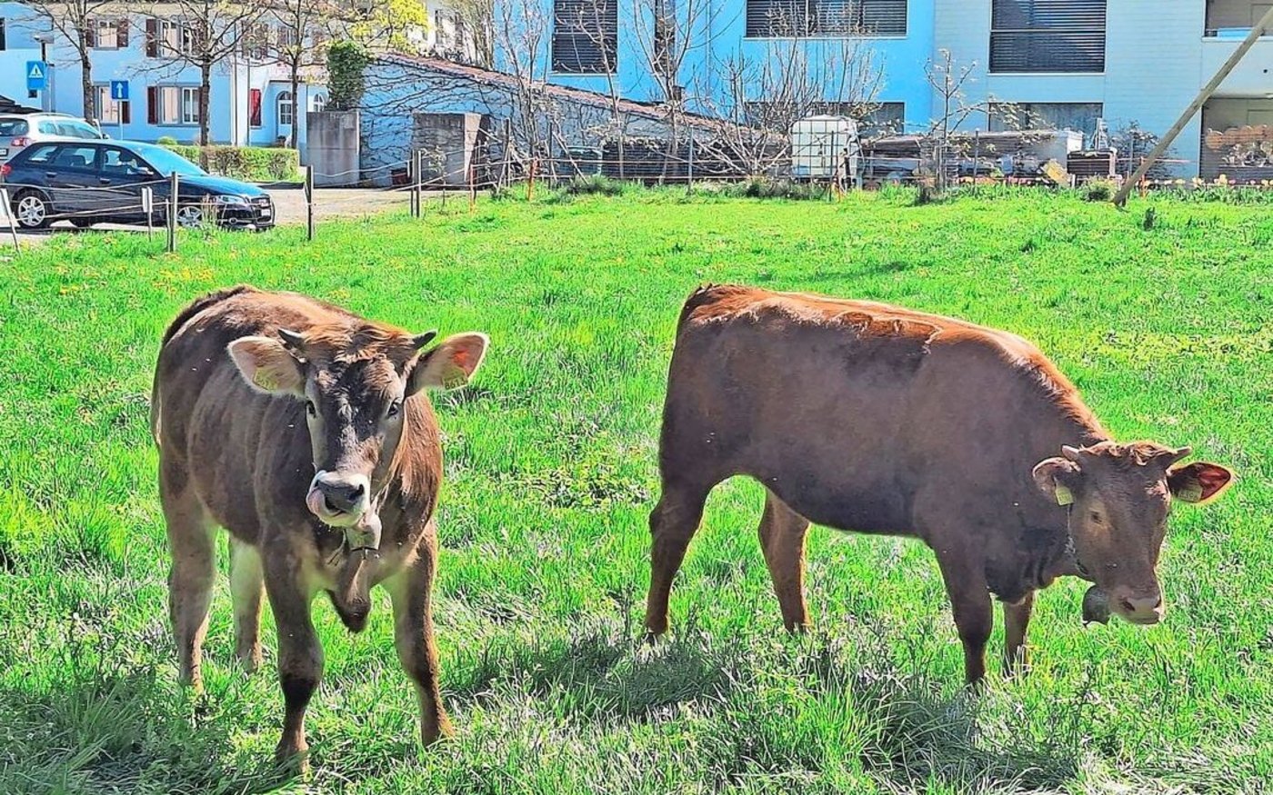 Seit Anfang Jahr wurden trotz der vom BLV festgelegten vektorfreien Zeit 827 Betriebe positiv auf das Blauzungenvirus getestet. 