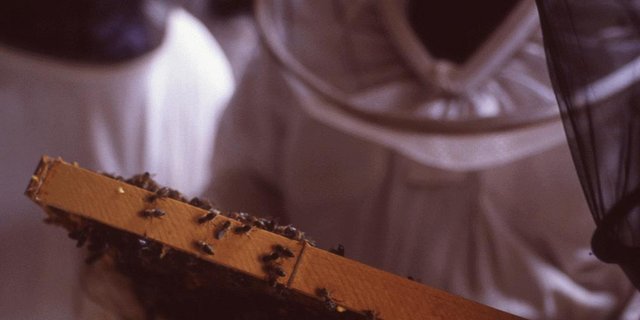 Die Überlebensraten der Bienenvölker im letzten Winter waren gross. (Bild: Daniel Espinoza)