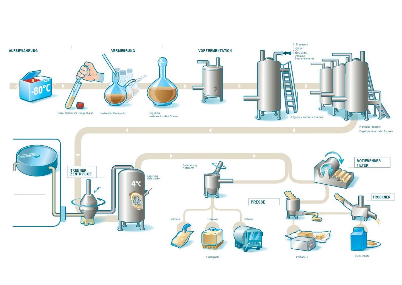 Die Klipfel Hefe AG stellt auf ihrer Website den komplexen Weg zur fertigen Backhefe vor. Aus der Hefezucht entstehen durch mehrere Fermentations- und weitere Schritte schlussendlich mehrere Tonnen Hefe. (Bild Klipfel Hefe AG)