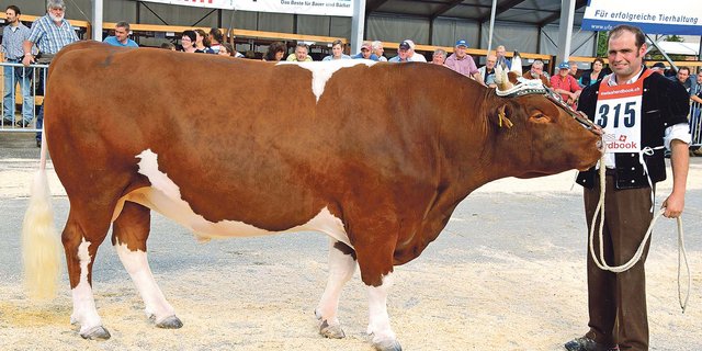 Er war beim Swiss Fleckvieh der schönste: Puk Swindal von Hansueli Aebersold, Beatenberg BE und Peter Fankhauser, Oberthal BE. (Bilder Peter Fankhauser)