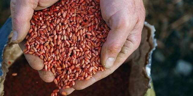 Welches Saatgut darf in der Schweiz künftig eingesetzt werden? Darüber müssen sich Politik und Landwirtschaft Gedanken machen.