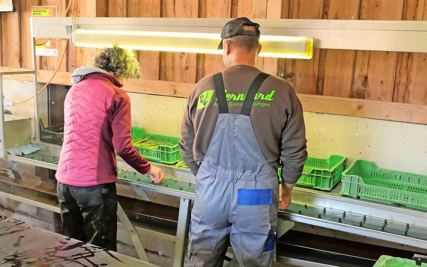 Eingespieltes Team: Für die Ernte und das Rüsten der Spargeln sind bis zu 20 Personen im Einsatz.