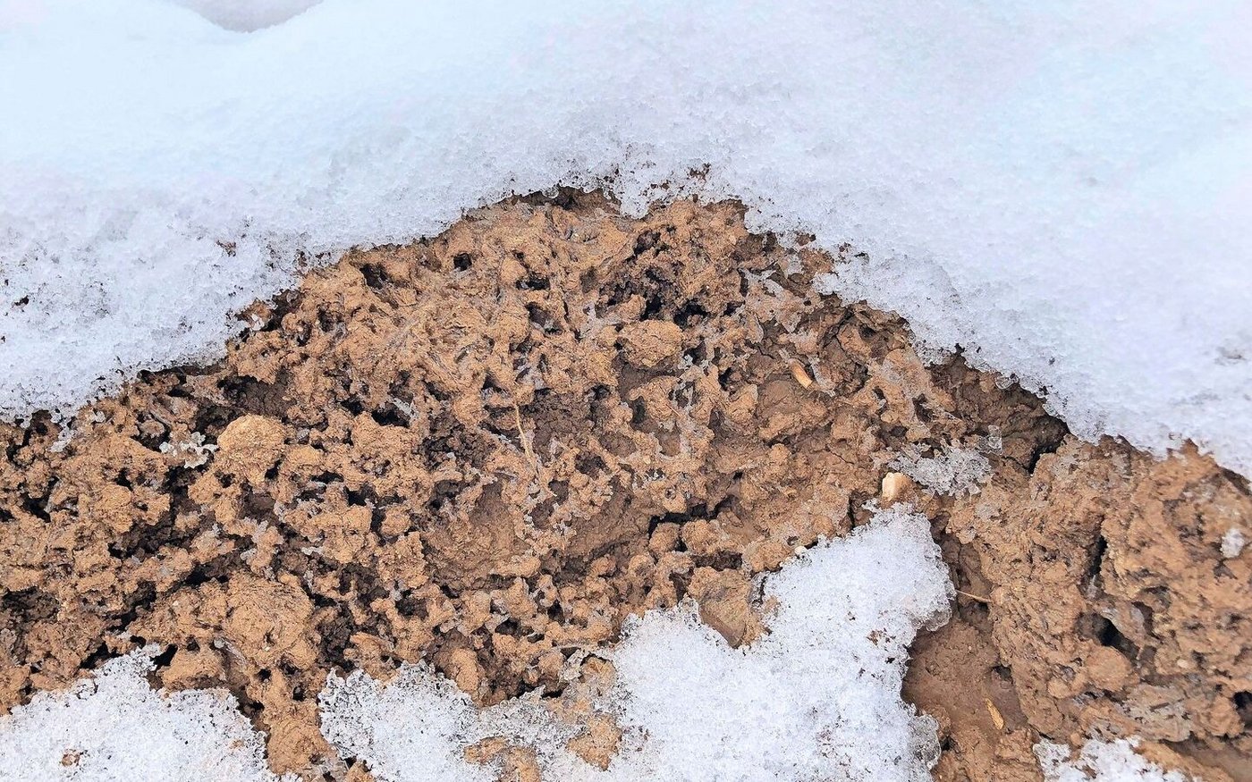 Eine Schneeschicht isoliert zwar, gepflügter Boden kühlt in der oberen Schicht aber generell stärker aus. Die Erwärmung im Frühling geht dafür auch schneller vonstatten. 