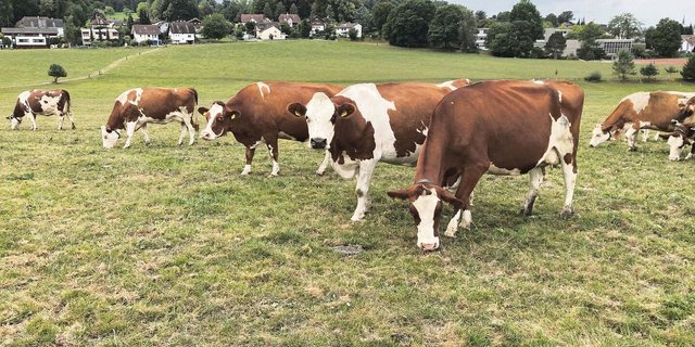 Die SF-Kühe vom Waldhof verbringen viel Zeit auf der Weide.