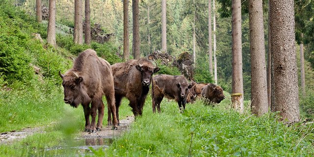 Wisente (auch bekannt als Europäische Bisons) kamen noch bis ins frühe Mittelalter in den Urwäldern von West-, Zentral- und Südosteuropa vor. (Bild wisent-thal.ch)