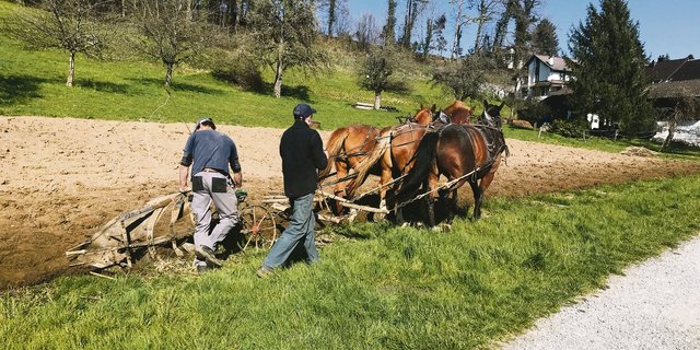 Auf dem Hof Müselacher werden die Pferde für vielerlei Arbeiten eingesetzt, meistens im Einer- oder Zweiergespann. Das anstrengende Pflügen ist der einzige Einsatz mit drei Pferden gleichzeitig.(Bilder Alexandra Stückelberger)