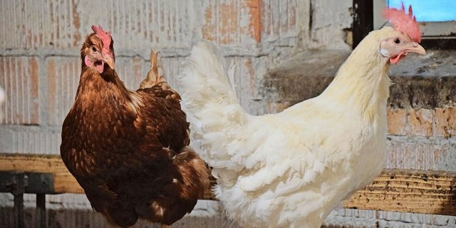 Die rote Vogelmilbe ist ein häufiges Problem bei Haushühnern. Während sie sich in der Nacht mit dem Blut der Hühner vollsaugt, versteckt sie sich tagsüber in den Ritzen des Stalls.   