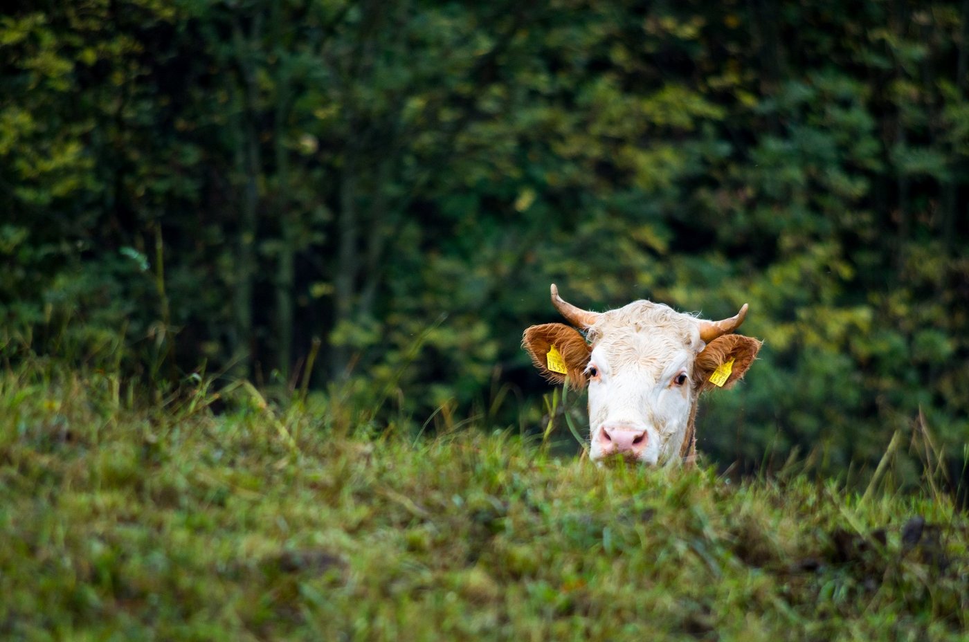 Neben neuen Kennzahlen finden sich auf der Plattform Tierstatistik auch Zahlen zu dem Lebend- und Schlachtgewicht von Rindern. (Foto: Identitas)