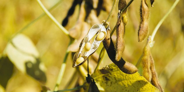 Für Biosoja kommt man unabhängig davon, ob man eine Speise- oder Futtersorte anbaut, auf denselben Erlös pro Hektare.(Bild BauZ)
