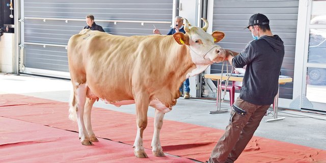 Die schöne reine Simmentalerkuh Leon Luisa von Hansueli Lanz aus Wasen im Emmental konnte an der letzten Nutz- und Zuchtviehversteigerung in Thun für 3850 Franken verkauft werden. (Bild Peter Fankhauser)