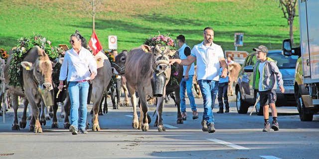 Das Highlight von Hubert Kühne ist nicht die IGBS, sondern die jährliche Herbstschau in Goldingen. Glücklich und stolz sind Kühne und sein Helferteam mit den geschmückten Kühen auf dem Weg zur Herbstschau.