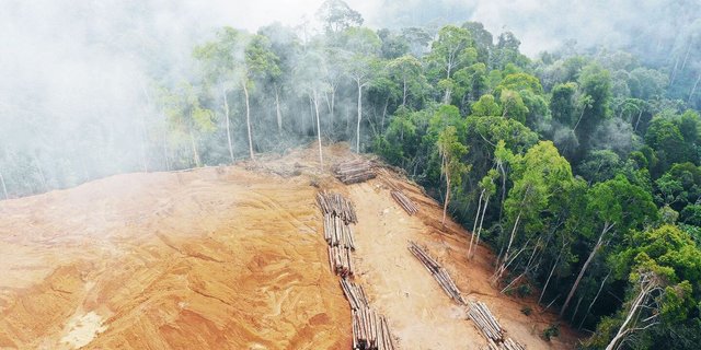 Weltweit schreitet die Abholzung voran. Die EU möchte den Import von Produkten aus entwaldeten Flächen regulieren. Schweizer Unternehmen müssen bei der Umsetzung mitziehen. 