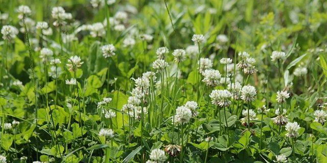 Mit mehr Biodiversität lässt sich nicht nur über Beiträge mehr Geld verdienen. (Symbolbild Pixabay)