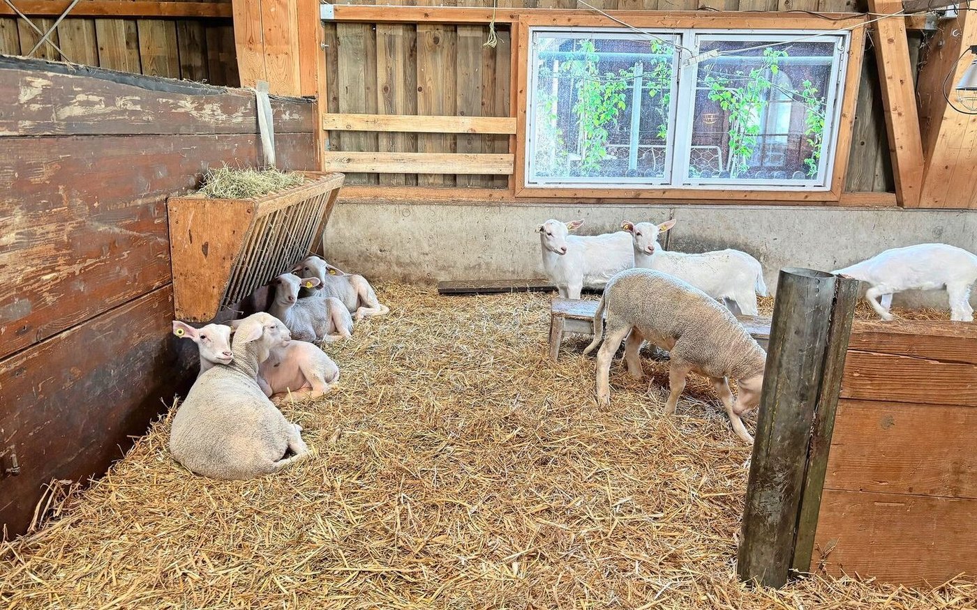 Agroscope konnte aufzeigen, dass eine Reduktion der Phosphorergänzung bei Milch- und Mutterschafen in der Regel möglich ist.