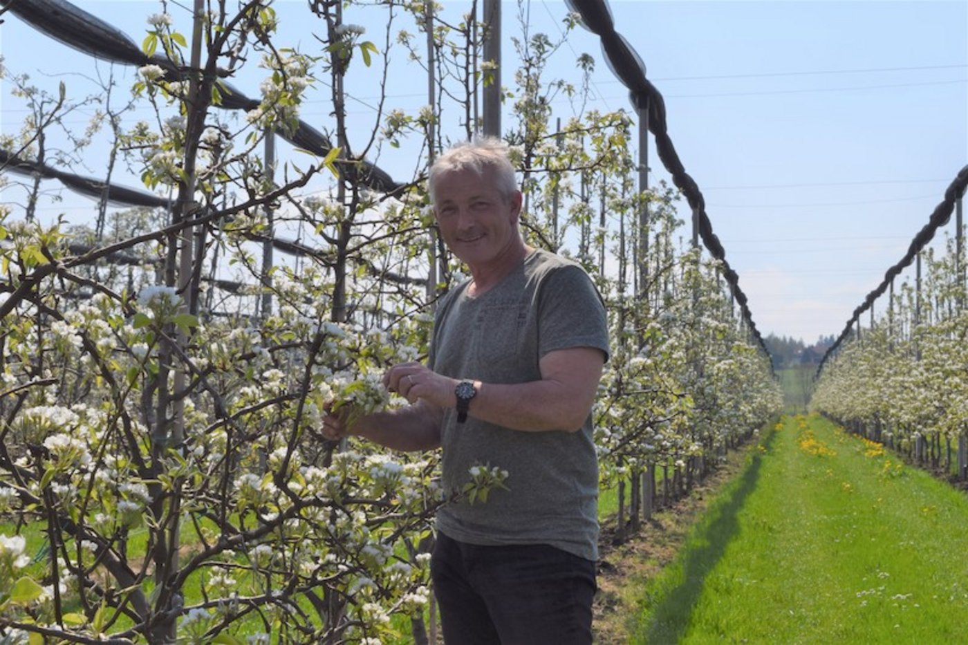 Jürg Hess in einer seiner Birnenanlagen im Roggwil. Sein Betrieb liegt mitten in Mostindien. (Bild sgi)