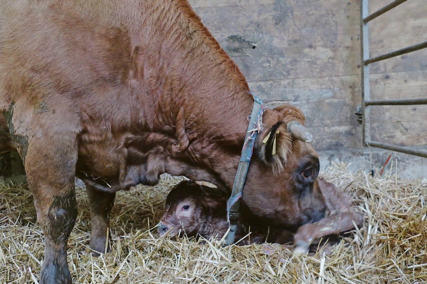 Abkalbeboxen sollten mindestens alle zwei Wochen leerstehen und besenrein gereinigt werden. UV-Strahlen sorgen so für eine Reduktion der Erreger.(Symbolbild et)