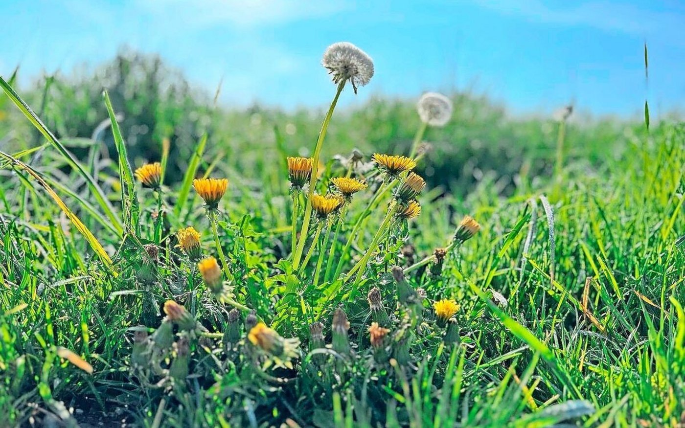 Löwenzahn ist eine der Pflanzen, die das Immunsystem unterstützen können.