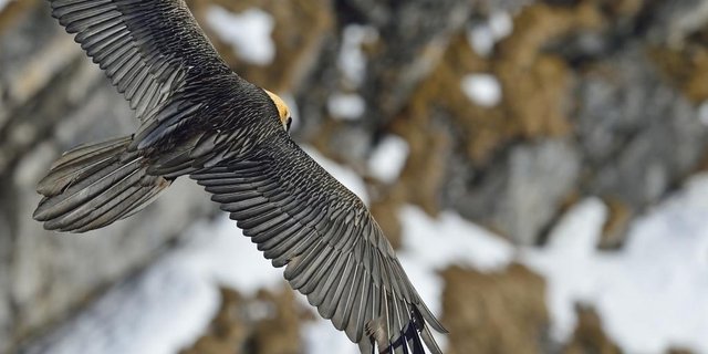 Die Bartgeier Luzerna und Fortunat wurden unter einem Felsvorsprung in Obwalden ausgesetzt. (Bild Hansruedi Weyrich)