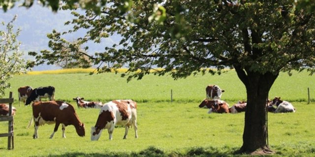 Ab dem Herbst soll der Mehrwert von Schweizer Milch mit einem neuen Label dokumentiert werden. (Bild Archiv)