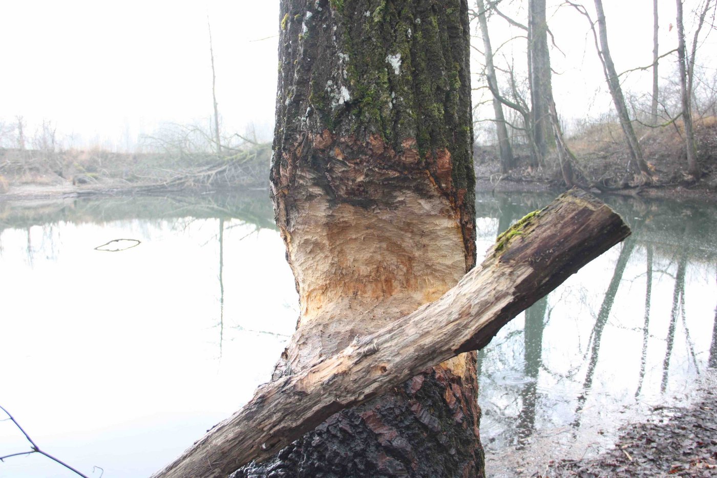 Der Biber gestaltet seine Umgebung neu. (Bild aw)