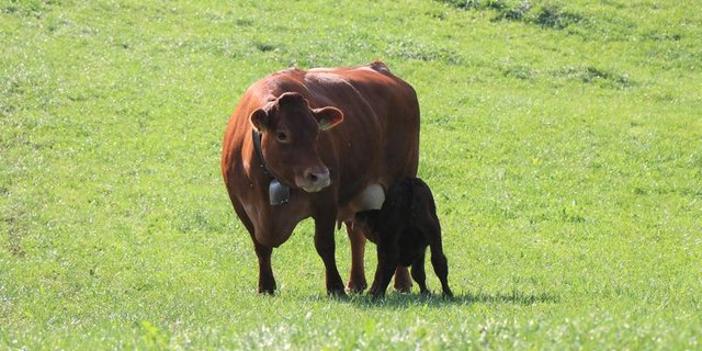 Ammenkuh Ammenkühe versorgen ihr eigenes Kalb und meistens ein oder zwei fremde Kälber. (Bild as)
