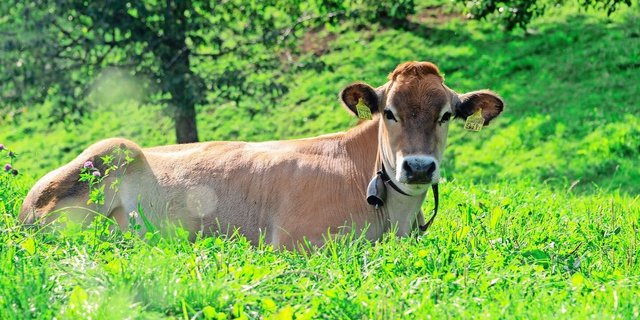 Eine Tierunfallversicherung wird hauptsächlich für Rindvieh abgeschlossen. Seit vielen Jahren verläuft diese bei Schweizer Versicherern defizitär. 