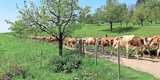 In der Generationengemeinschaft der Sutters leben 71 laktierende SF-Kühe, die mit einem Stier auf 27 ha arrondierter Fläche weiden.