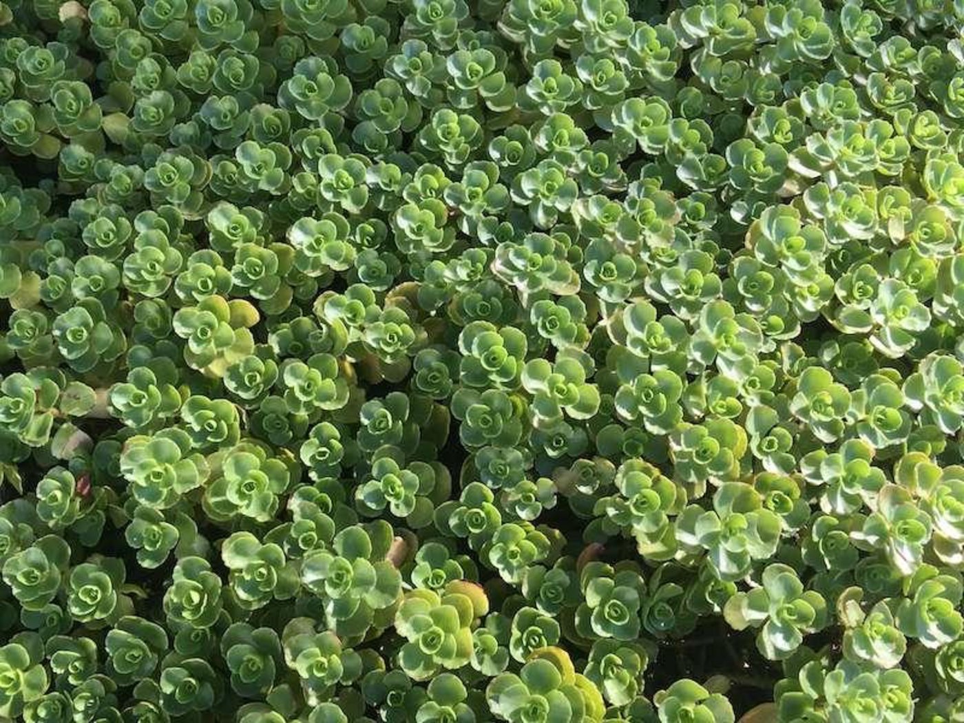 Beide gebietsfremden Fettkrautarten sind Bodendecker. (Bild jsc)