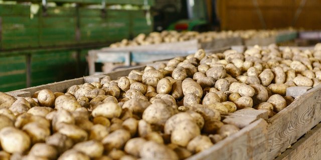 Letzte Woche rief die Vereinigung  der Schweizer Kartoffelpflanzer dazu auf, trotz Corona nicht mehr anzupflanzen. (Bild Fotolia)