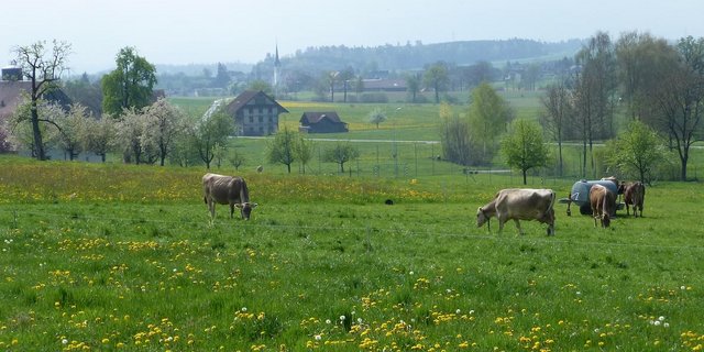 Bei dieser Futterhöhe muss die Weidefläche portionenweise erweitert und ein Teil konserviert werden. (Bild zVg)