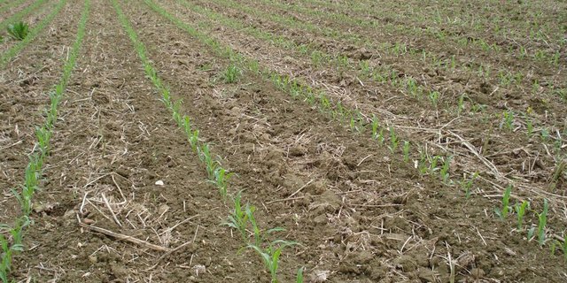 Bodenschondender Maisanbau: Getestet wurde z.B. Mulchsaat. (Bild Gasche-Bodengutachten GmbH)