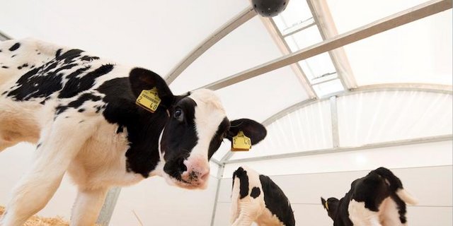 Mit dem neuen Frischluftsystem soll es den Tieren besser gehen. (Bild zVg)