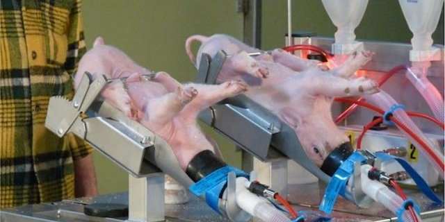 Bei der Kastration werden die Ferkel  unter Narkose gesetzt. (Bild BauZ)