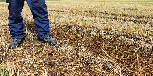 Ein Biberdamm führte zu vernässten Stellen auf Fruchtfolgeland. Eine normale Ernte auf diesem Weizenfeld war nur möglich, weil eine unbekannte Person den Damm entfernte und das Wasser im Kanal wieder abfloss.(Bilder Ruth Aerni)