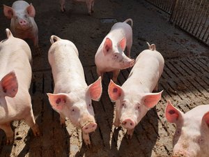 Die meisten Schweine in der Schweiz gehören zur Rasse des Schweizer Edelschweins und haben stehende Ohren. (Bild BauZ)
