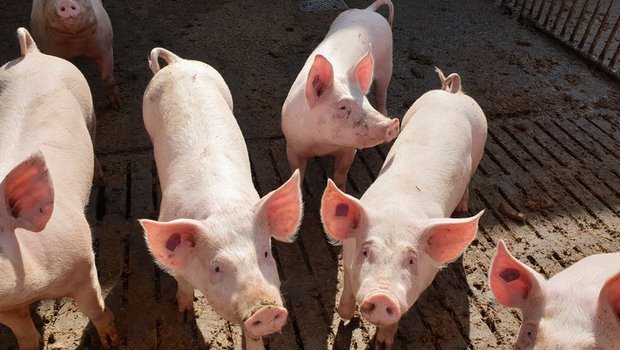 Die meisten Schweine in der Schweiz gehören zur Rasse des Schweizer Edelschweins und haben stehende Ohren. (Bild BauZ)