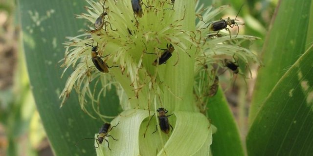 Durch die strenge Fruchtfolge hat hierzulande der Maiswurzelbohrer noch keinen direkten Schaden angerichtet. (Bilder P. Baufeld, JKI)
