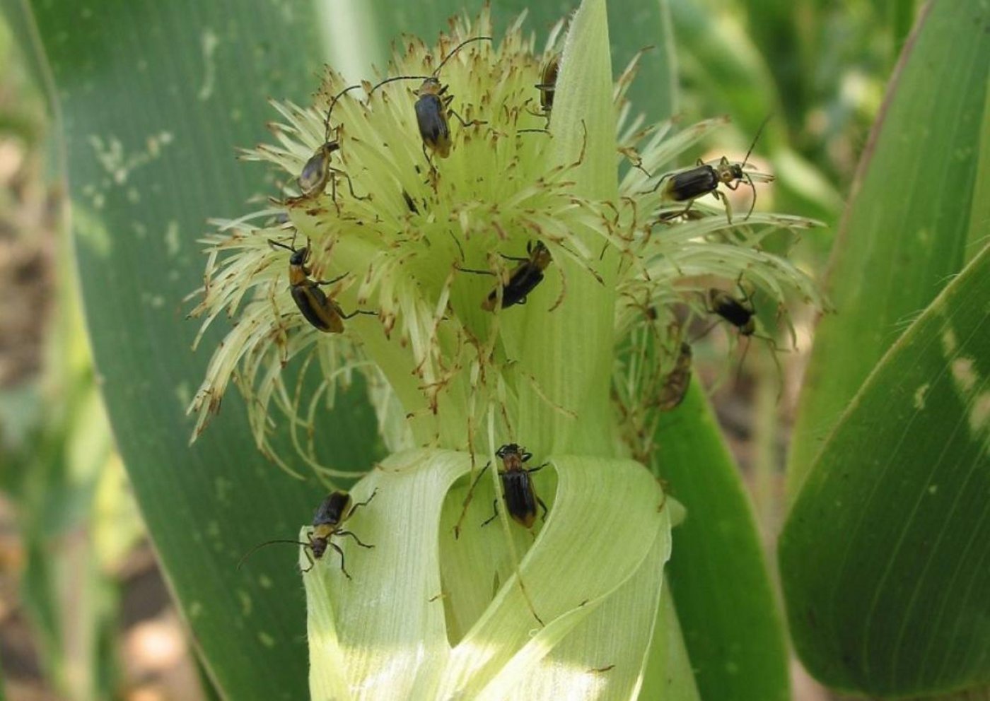 Durch die strenge Fruchtfolge hat hierzulande der Maiswurzelbohrer noch keinen direkten Schaden angerichtet. (Bilder P. Baufeld, JKI)