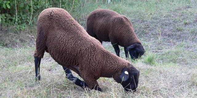 Für die Moderhinke typisch sind Lahmheit und auf Knien fressende Schafe. (Bild Beratungs- und Kleindwiederkäuerdienst)