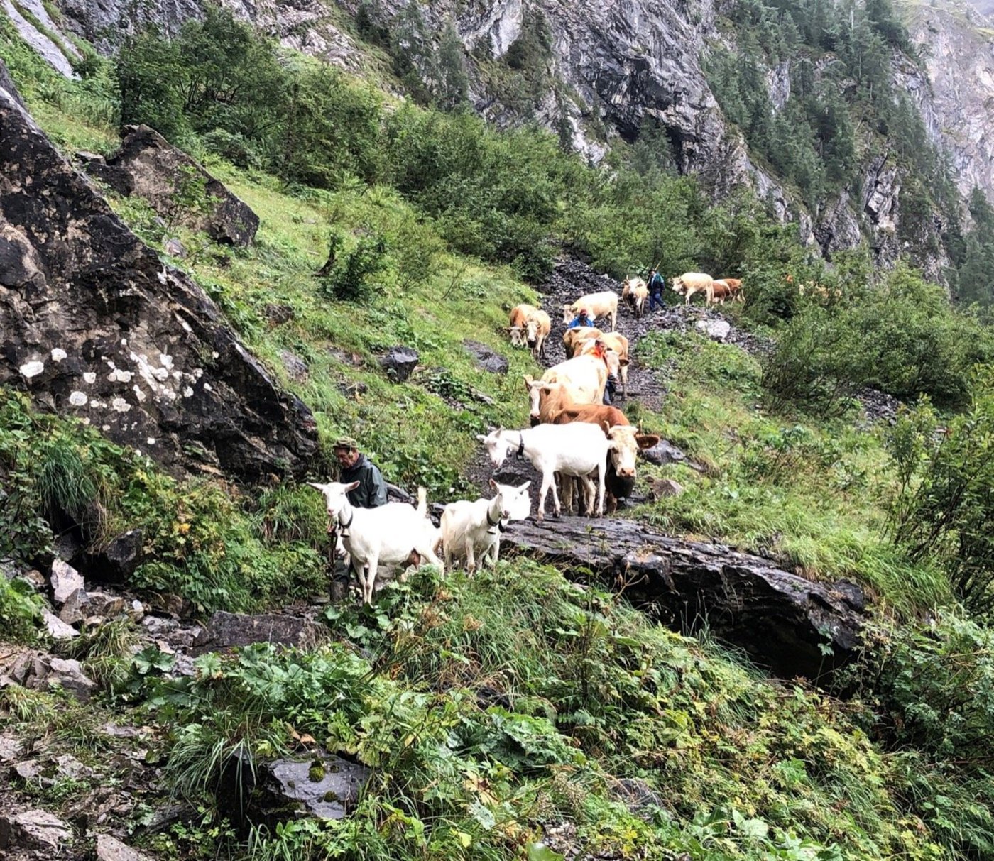 Die Ziegen und Kühe auf dem Weg ins Tal. (Bild Talk)