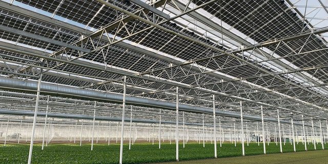 Photovoltaikmodule auf einem Gewächshaus: Diesen raren Anblick findet man bei Frédéric Bart in Ried bei Kerzers FR.