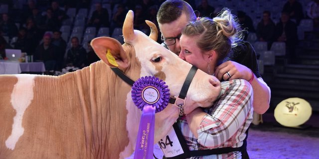 Freudentränen beim Sieg des Simmentaler Rindes Lorado Evolene von Laura und Christian Wüthrich, Court BE. (Bilder pf)