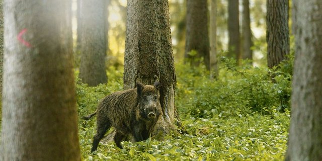 Die hohen Wildschweinbestände führen in der Landwirtschaft immer wieder zu grossen Schäden.